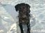 Labrador retriever Micky F1