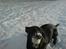 Labrador retriever Micky F1