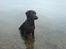Labrador retriever Micky F1