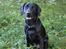 Labrador retriever Micky F1