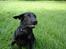 Labrador retriever Micky F1