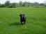 Labrador retriever Micky F1