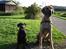 Labrador retriever Micky F1