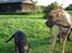 Labrador retriever Micky F1
