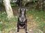 Labrador retriever Micky F1