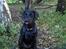 Labrador retriever Micky F1