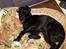 Labrador retriever Micky F1