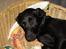 Labrador retriever Micky F1