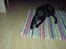 Labrador retriever Micky F1