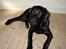 Labrador retriever Micky F1