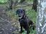 Labrador retriever Micky F1