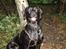 Labrador retriever Micky F1