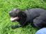 Labrador retriever Micky F1