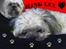 Shih tzu LUI - Ja så har jeg lige prøvet det de andre gør, ik så godt men det er det første :-)