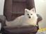 Japansk spids "~Akita R.I.P.~"