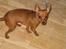 Dvaergpinscher Channi - hvorfor bliver du ved med af følge efter mig med det der???