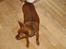 Dvaergpinscher Channi - uhh hva var det?