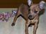 Dvaergpinscher Channi