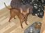 Dvaergpinscher Channi - mmm MAD