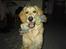 Golden retriever Tantor - Skal vi lege??