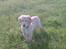 Golden retriever Tantor - 10 uger gammel - fanger du mig ikke snart? ;)
