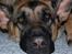 Schæferhund Chika<33 - Øhh... davs