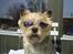 Cairn terrier Valde - jeg er for sej!!!!!!!!
