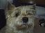 Cairn terrier Valde - hvad laver hun nu
