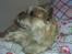 Cairn terrier Valde - ahhhhhhhh hvor er det dejeligt