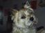 Cairn terrier Valde - er jeg ikke sød