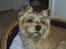 Cairn terrier Valde - min kurv og ingen andres