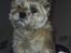 Cairn terrier Valde - mit sted