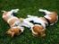 Cavalier king charles spaniel Diesel - Dette er mig og brormand.... Her er min brormands hjemmeside   http://www.hundegalleri.dk/html/gal_visbil.asp?ID=15363    