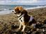Cavalier king charles spaniel Diesel - Diesel nyder den friske luft ved  Limfjorden.