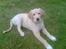 Golden retriever Tantor - Tantor med hans ufattelig lange ben