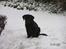 Labrador retriever Zaco <3 - Zaco i sneen. <3 (Ca. 11 ½ uge gammel)