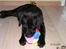 Labrador retriever Zaco <3 - "Se min nye bold, er den ikke fin? :)" (12 uger gammel) 