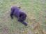 Labrador retriever Zaco <3 - Ligger lige i græsset. <3 (12 uger gammel)