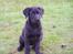 Labrador retriever Zaco <3 - "Er der nogen der har noget til mig? " (12 uger gammel)