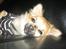 Chihuahua Oscar