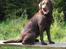 Labrador retriever Luka tidl. hund - Velkommen til min profil! Jeg hedder Luka:)