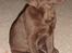 Labrador retriever Luka tidl. hund - Fiiin lille hund!