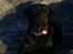 Rottweiler Muddi