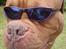 Dogue de bordeaux Algojo's Bonus R.I.P. - Så er jeg klar til ferien.