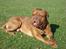 Dogue de bordeaux Algojo's Bonus R.I.P.