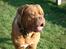 Dogue de bordeaux Algojo's Bonus R.I.P.