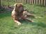 Dogue de bordeaux Algojo's Bonus R.I.P.