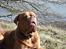 Dogue de bordeaux Algojo's Bonus R.I.P.