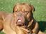 Dogue de bordeaux Algojo's Bonus R.I.P.