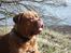 Dogue de bordeaux Algojo's Bonus R.I.P.